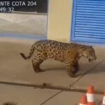 onca-pintada-e-vista-‘passeando’-em-usina-hidreletrica-no-tocantins;-video
