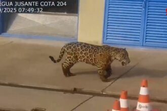 onca-pintada-e-vista-‘passeando’-em-usina-hidreletrica-no-tocantins;-video