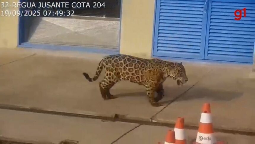 onca-pintada-e-vista-‘passeando’-em-usina-hidreletrica-no-tocantins;-video