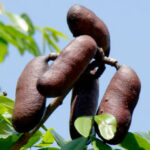 em-mateiros,-governo-do-tocantins-promove-o-1o-festival-do-jatoba