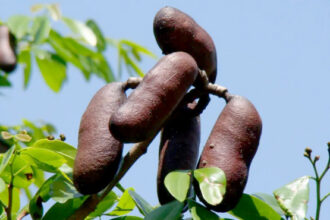 em-mateiros,-governo-do-tocantins-promove-o-1o-festival-do-jatoba