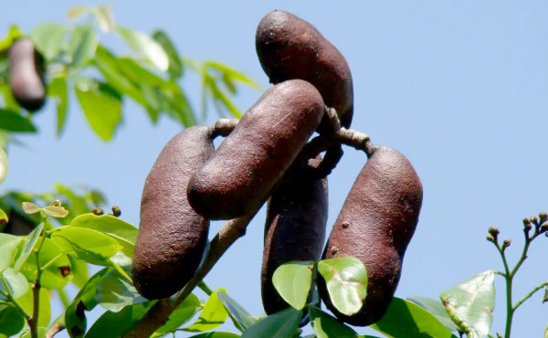 em-mateiros,-governo-do-tocantins-promove-o-1o-festival-do-jatoba