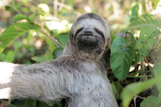 meio-ambiente:-entenda-os-riscos-de-alimentar-animais-silvestres