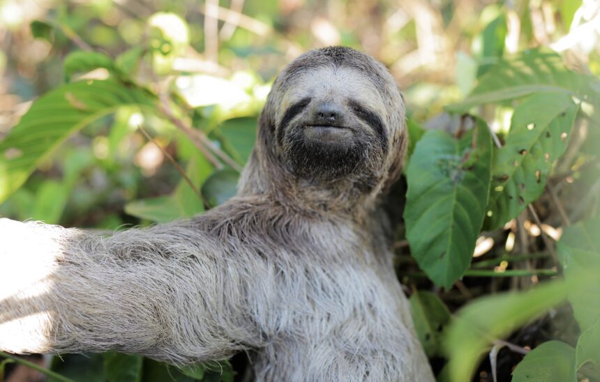 meio-ambiente:-entenda-os-riscos-de-alimentar-animais-silvestres