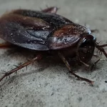 homem-acusado-de-duplo-homicidio-diz-que-foi-barata-que-o-mandou-matar