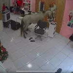 cavalo-invade-salao-de-beleza-no-piaui-e-rouba-a-cena-diante-do-espelho