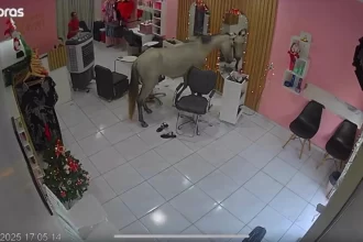cavalo-invade-salao-de-beleza-no-piaui-e-rouba-a-cena-diante-do-espelho