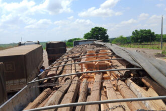 operacao-protetor-dos-biomas:-pmto-apreende-mais-de-112-m³-de-madeira-ilegal-e-aplica-r$-33,6-mil-em-multas