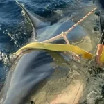 tubarao-branco-gigante-retorna-a-costa-dos-eua-apos-migracao-ao-canada