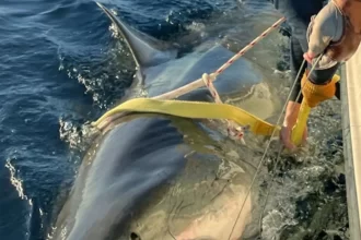 tubarao-branco-gigante-retorna-a-costa-dos-eua-apos-migracao-ao-canada