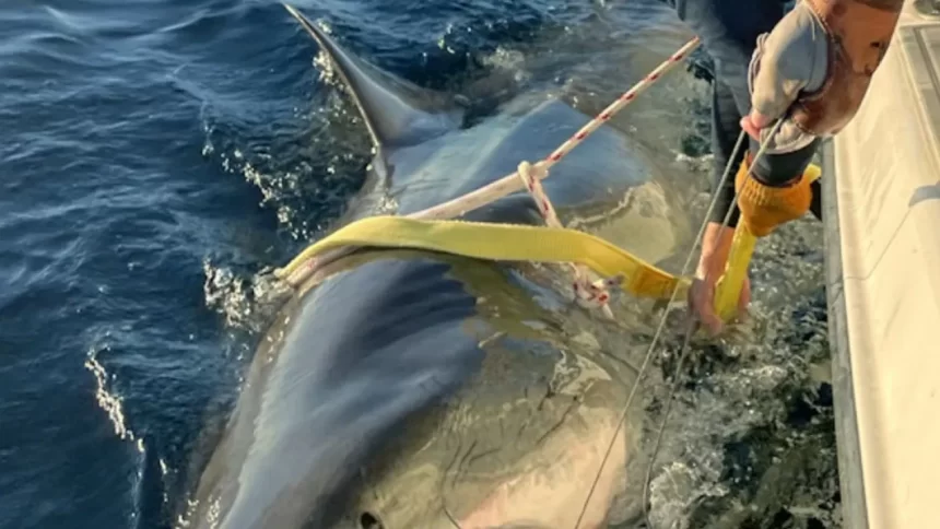 tubarao-branco-gigante-retorna-a-costa-dos-eua-apos-migracao-ao-canada