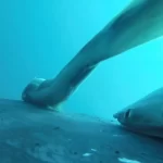 remoras-“surfam”-em-baleias-jubarte-na-australia;-veja-as-imagens