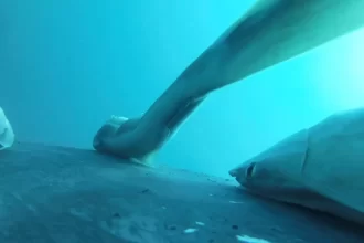 remoras-“surfam”-em-baleias-jubarte-na-australia;-veja-as-imagens