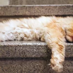 gato-e-condenado-a-‘prisao-domiciliar’-na-franca-apos-briga-de-vizinhos