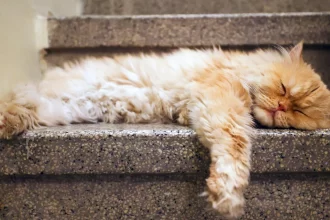 gato-e-condenado-a-‘prisao-domiciliar’-na-franca-apos-briga-de-vizinhos