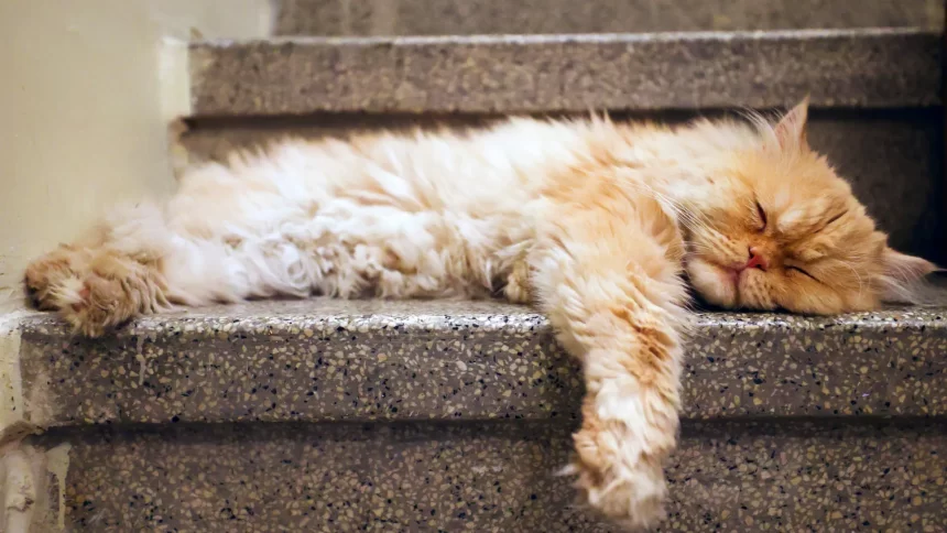 gato-e-condenado-a-‘prisao-domiciliar’-na-franca-apos-briga-de-vizinhos