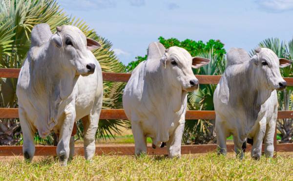 governo-do-tocantins-e-parceiros-abrem-inscricoes-para-a-3a-edicao-do-meat-day-2025-na-regiao-central-do-estado