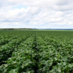 com-fim-do-vazio-sanitario,-plantio-de-algodao-no-tocantins-esta-autorizado-a-partir-desta-sexta-feira,-21