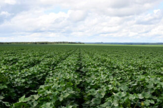 com-fim-do-vazio-sanitario,-plantio-de-algodao-no-tocantins-esta-autorizado-a-partir-desta-sexta-feira,-21