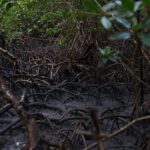pacto-global-para-proteger-manguezais-tem-adesao-de-46-governos