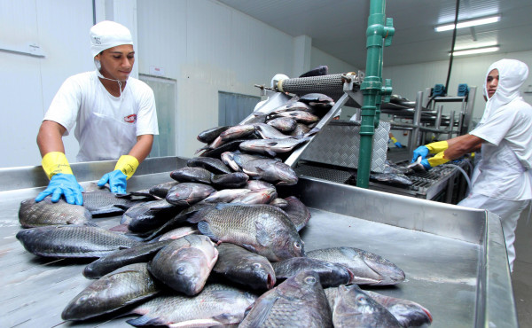 tocantins-registra-a-segunda-menor-taxa-de-desemprego-da-regiao-norte