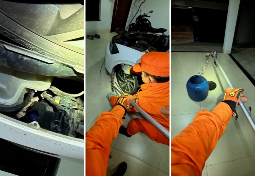 bombeiros-resgatam-jiboia-escondida-em-motor-de-carro-estacionado-na-garagem-de-casa