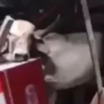 vaca-cai-do-telhado-em-bar-no-ceara-e-deixa-funcionaria-ferida