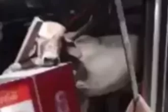 vaca-cai-do-telhado-em-bar-no-ceara-e-deixa-funcionaria-ferida