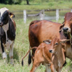 governo-do-tocantins-alerta-produtores-sobre-o-prazo-final-da-declaracao-obrigatoria-de-rebanhos-que-termina-dia-30-de-novembro