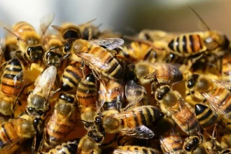 menino-de-9-anos-picado-por-abelhas-da-cabeca-aos-pes-morre-em-goias