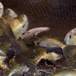 governo-do-tocantins-realiza-1a-edicao-do-aqua-summit-br,-em-palmas