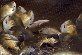 governo-do-tocantins-realiza-1a-edicao-do-aqua-summit-br,-em-palmas