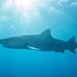 ataque-de-tubarao-mata-jovem-e-fere-outro-em-estado-critico-na-australia