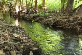 invasao-em-area-de-preservacao-e-suspensa-por-liminar-obtida-pelo-mpto-em-gurupi