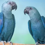 ararinhas-azuis-recapturadas-testam-positivo-para-virus-letal