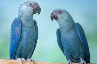 ararinhas-azuis-recapturadas-testam-positivo-para-virus-letal