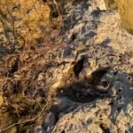 pesquisadores-dizem-ter-identificado-pegadas-de-dinossauros-em-roraima