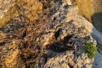 pesquisadores-dizem-ter-identificado-pegadas-de-dinossauros-em-roraima