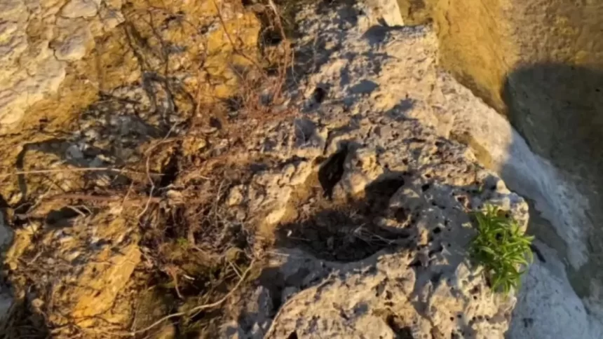 pesquisadores-dizem-ter-identificado-pegadas-de-dinossauros-em-roraima