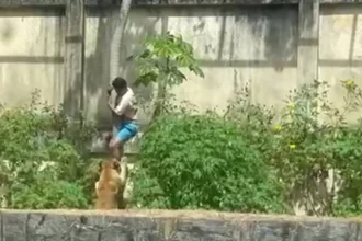 homem-morre-apos-invadir-espaco-de-leoa-e-ser-atacado-por-animal-em-parque-de-joao-pessoa