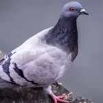 pombos-sao-modificados-com-chips-cerebrais-para-substituir-drones-na-russia