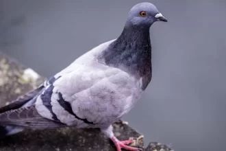 pombos-sao-modificados-com-chips-cerebrais-para-substituir-drones-na-russia