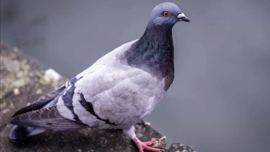 pombos-sao-modificados-com-chips-cerebrais-para-substituir-drones-na-russia