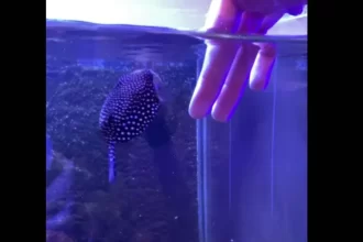 globi,-o-peixe-que-age-como-“cachorro”-e-virou-sensacao-nas-redes;-veja
