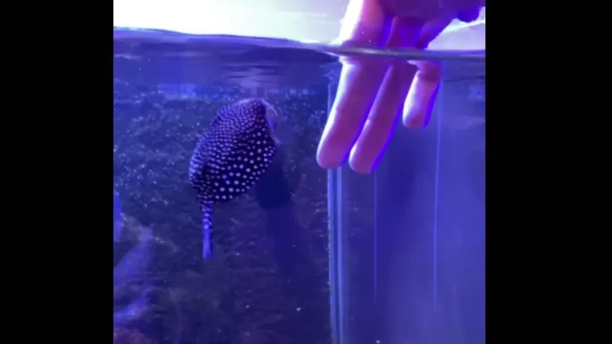 globi,-o-peixe-que-age-como-“cachorro”-e-virou-sensacao-nas-redes;-veja