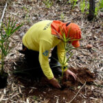 naturatins-realiza-plantio-de-mudas-no-lago-dos-buritis,-em-lajeado