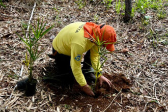 naturatins-realiza-plantio-de-mudas-no-lago-dos-buritis,-em-lajeado