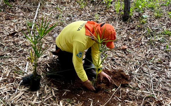 naturatins-realiza-plantio-de-mudas-no-lago-dos-buritis,-em-lajeado