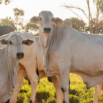 governo-do-tocantins-alcanca-indice-de-95,96% de-animais-declarados-na-campanha-de-informacoes-pecuarias