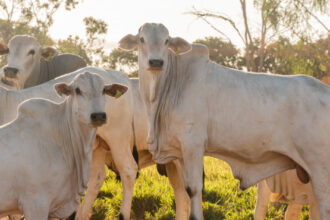 governo-do-tocantins-alcanca-indice-de-95,96% de-animais-declarados-na-campanha-de-informacoes-pecuarias
